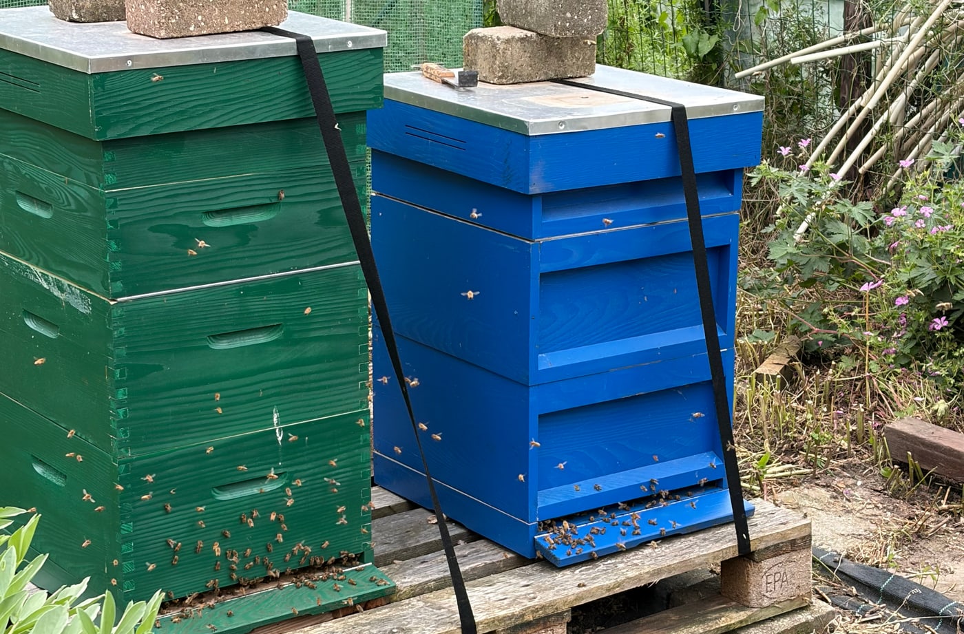 De groene en blauwe bijenkast van Aristaios in de moestuin.