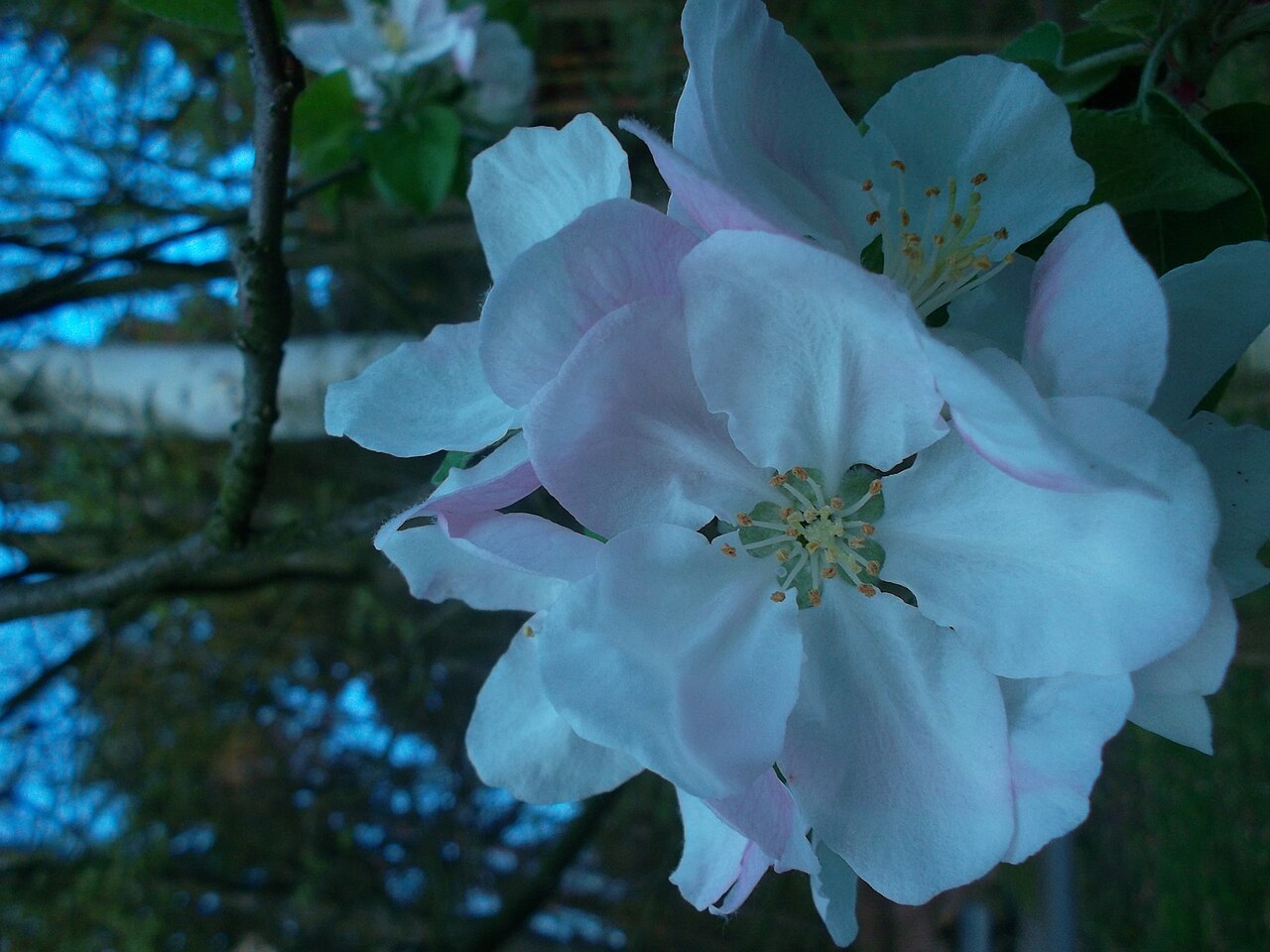 Lichtroze en witte bloesem van een appelboom.