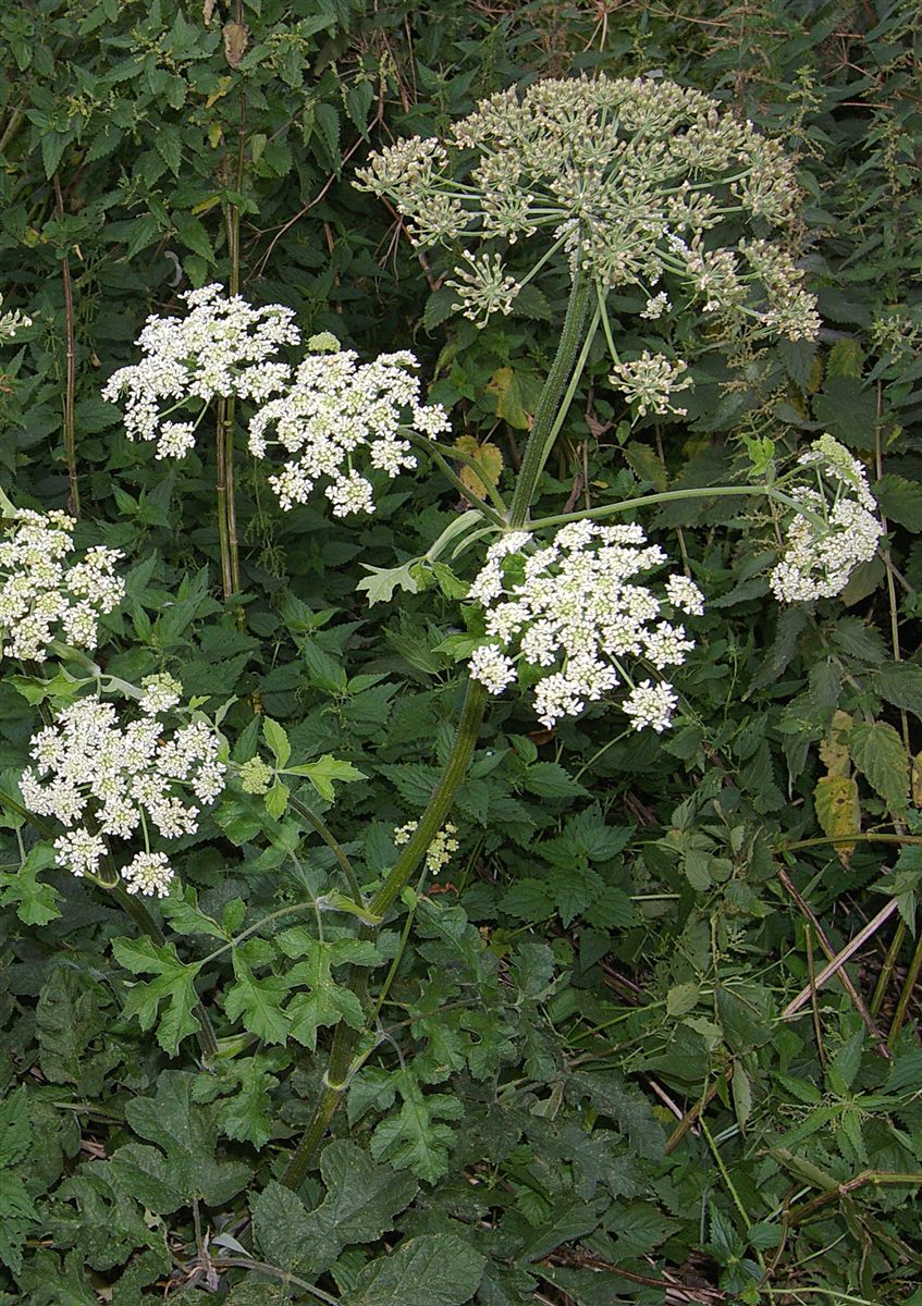 Witte schermbloemen van gewone berenklauw.