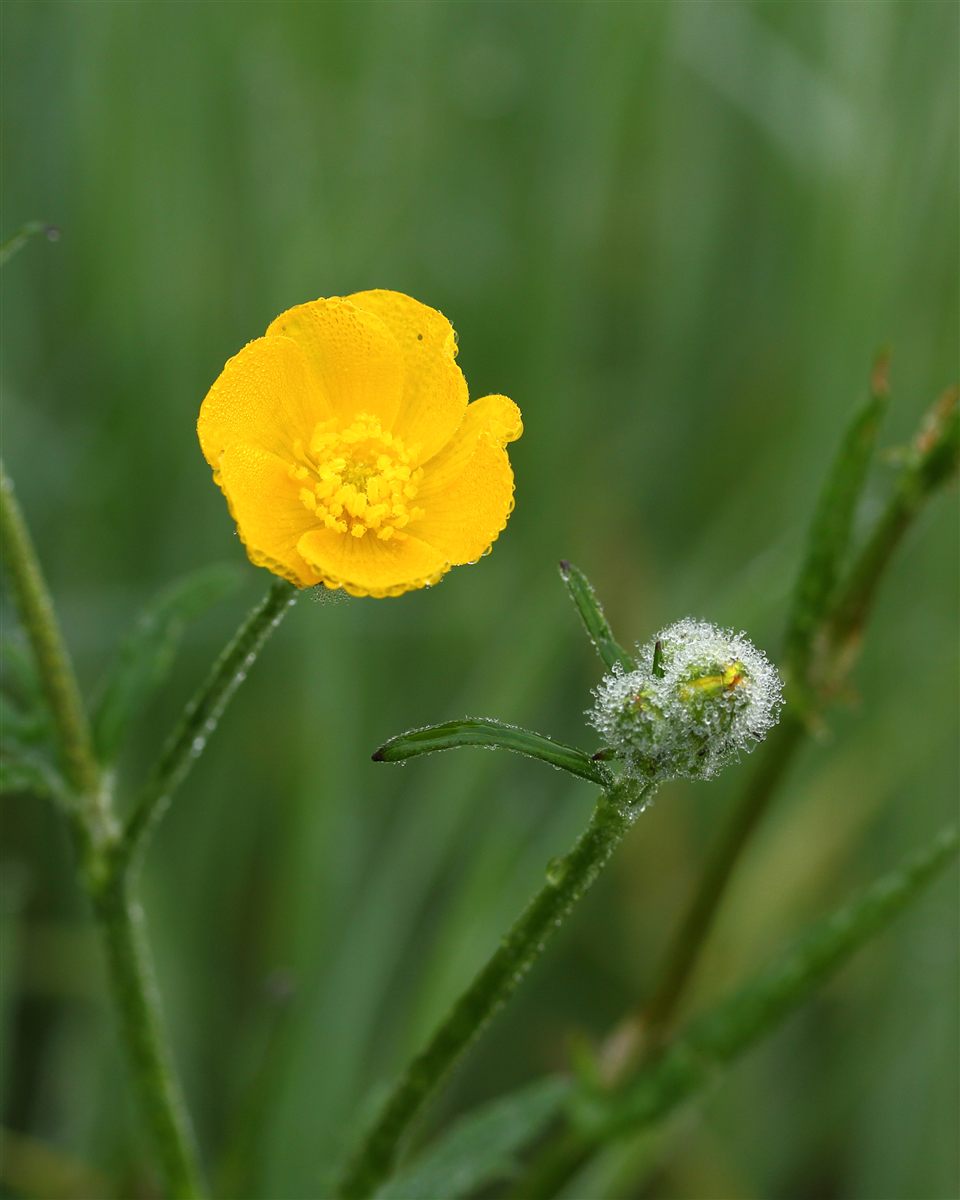 Gele scherpe boterbloem in bloei.