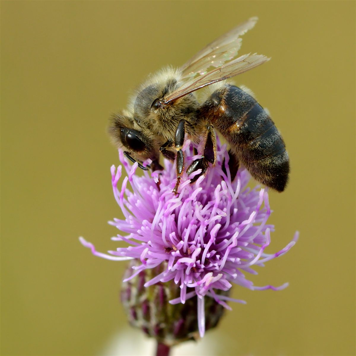 Een honingbij bezoekt paarse akkerdistelbloemen.