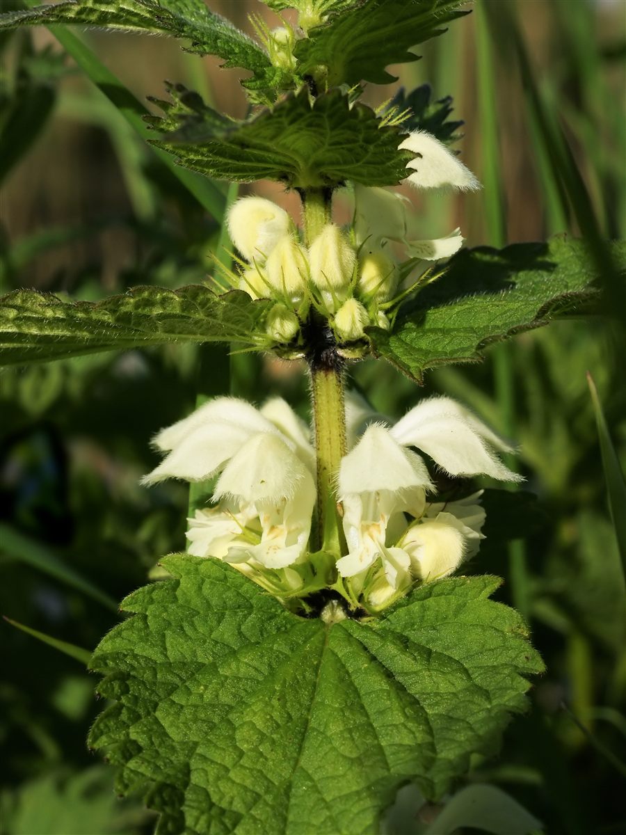 Witte dovenetel met witte lipbloemen en getande bladeren.
