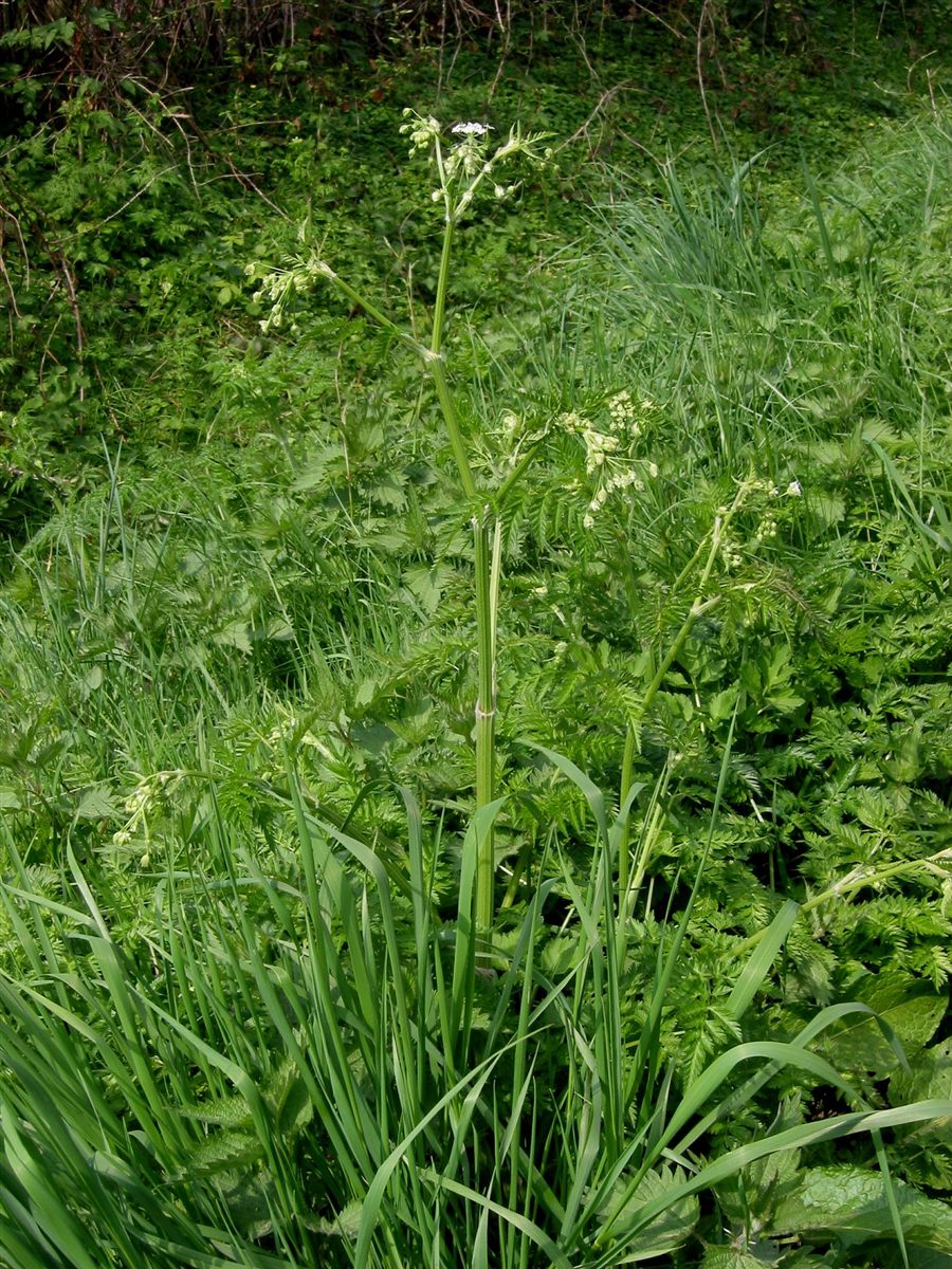 Witte schermen van fluitenkruid langs een groene berm.