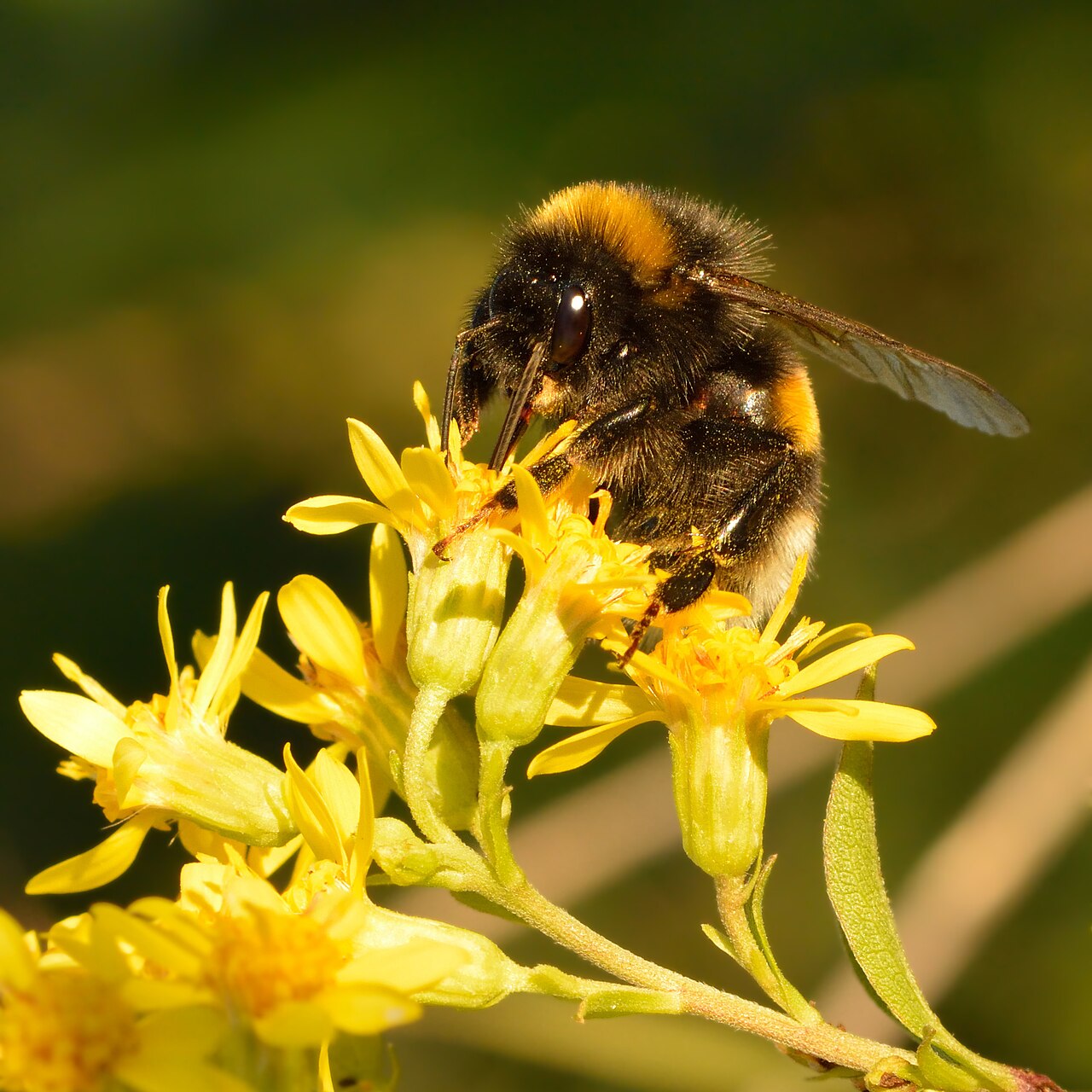 Een hommel op gele bloemen van guldenroede.