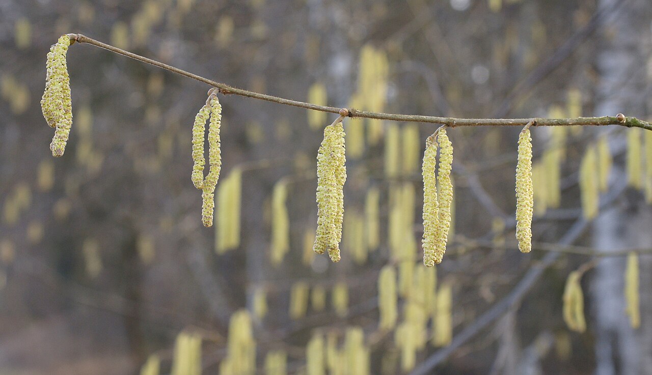 Lange gele katjes van hazelaar in de vroege lente.