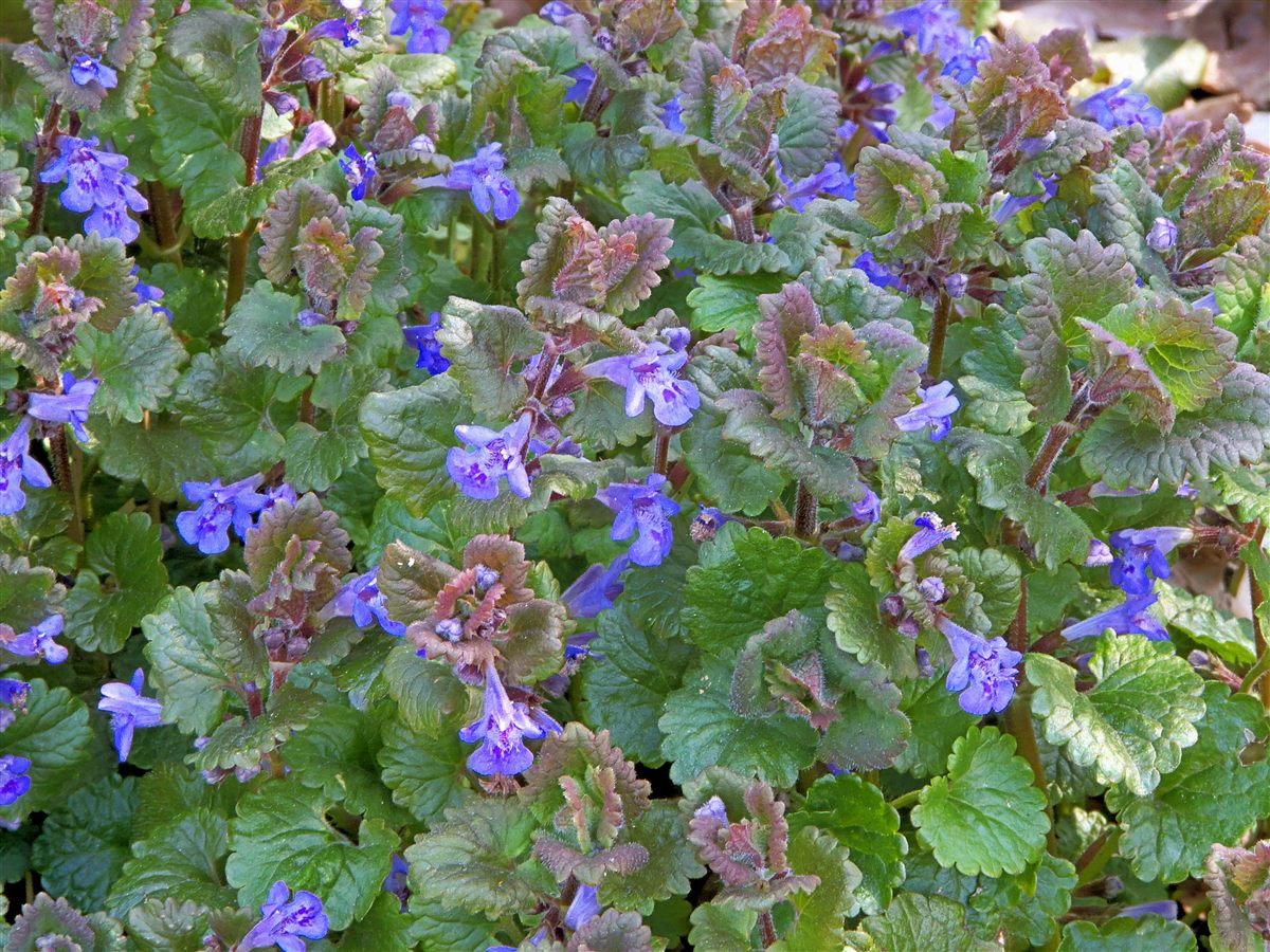 Paarse hondsdrafbloemen tussen ronde groene bladeren.