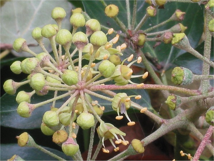 Bolvormige bloeiwijze met kleine geelgroene bloemen van klimop.