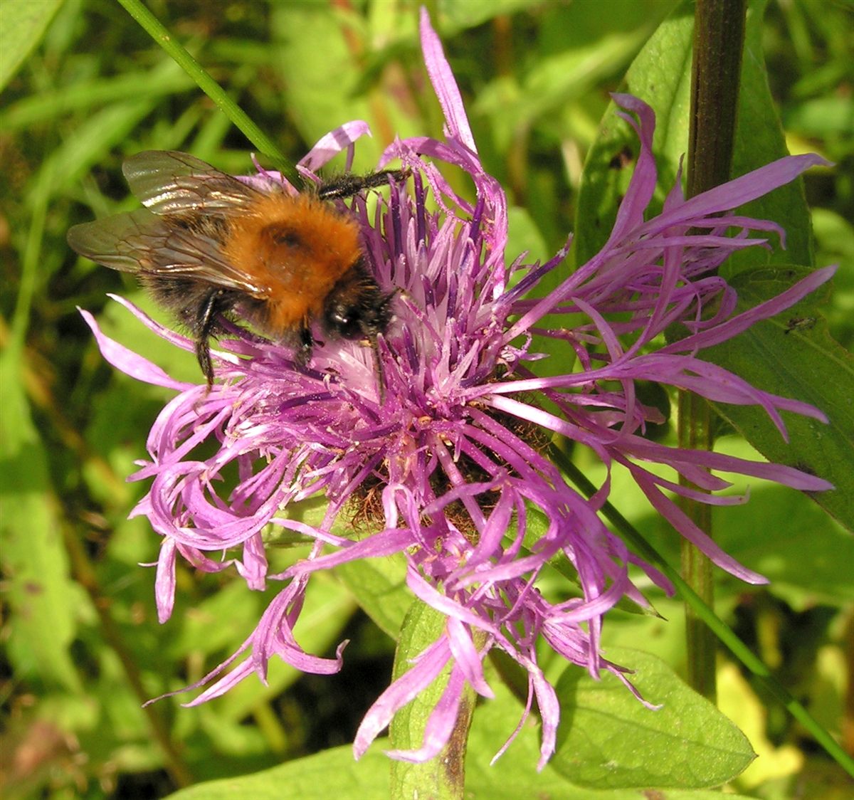 Een hommel bezoekt paarse bloemen van knoopkruid.