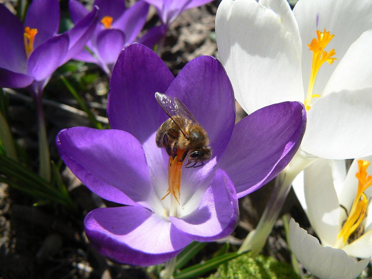 Een bij verzamelt voedsel op een paarse krokus.