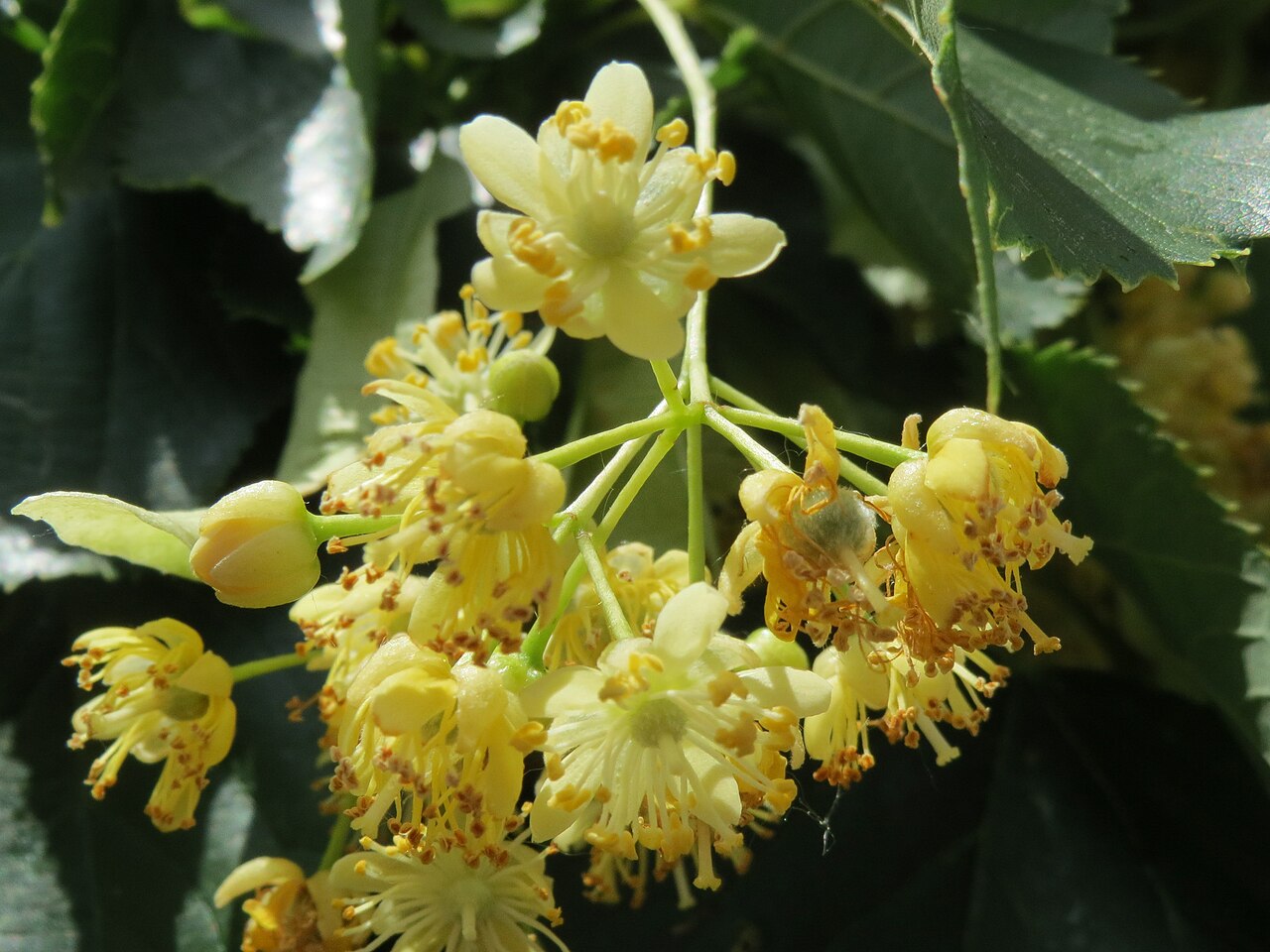 Geelgroene bloemen van een winterlinde tussen donkergroene bladeren.