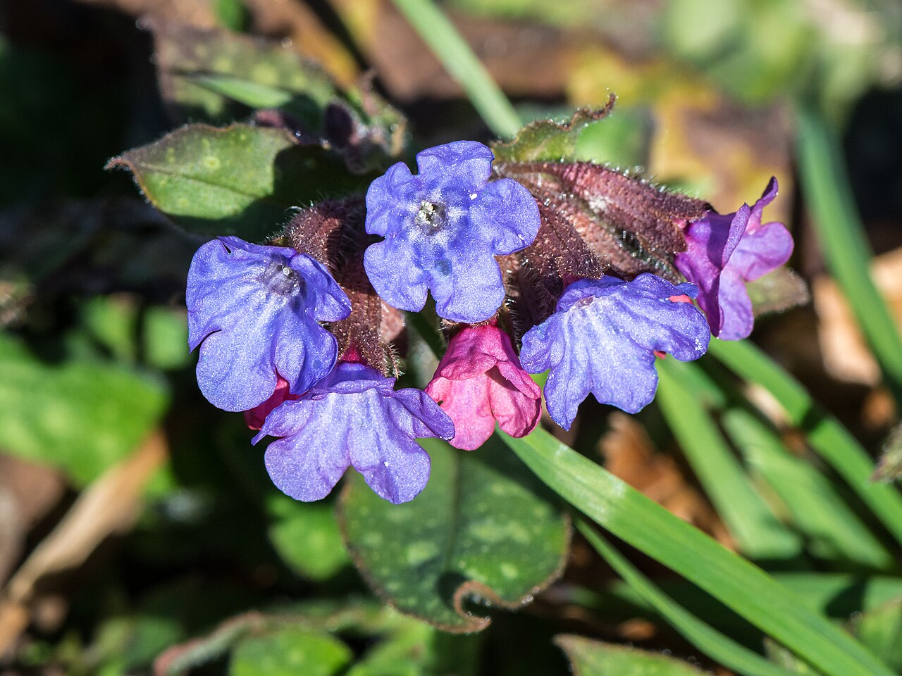 Roze en blauw bloeiend longkruid met gevlekt blad.