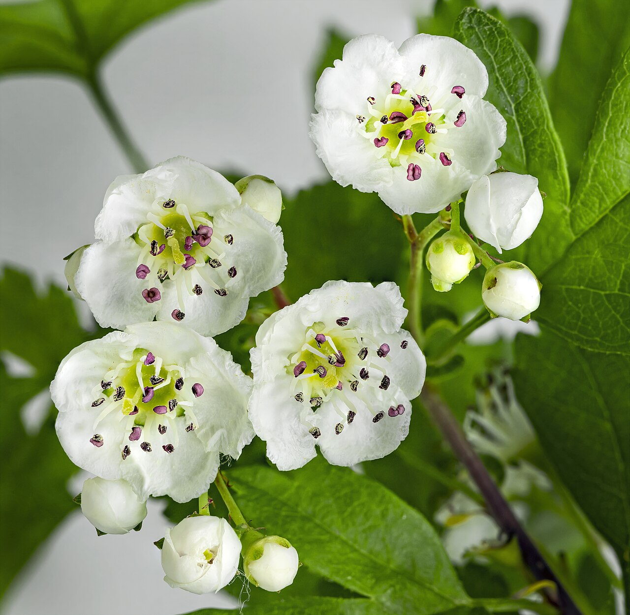 Bloemen en knoppen van een meidoorn.