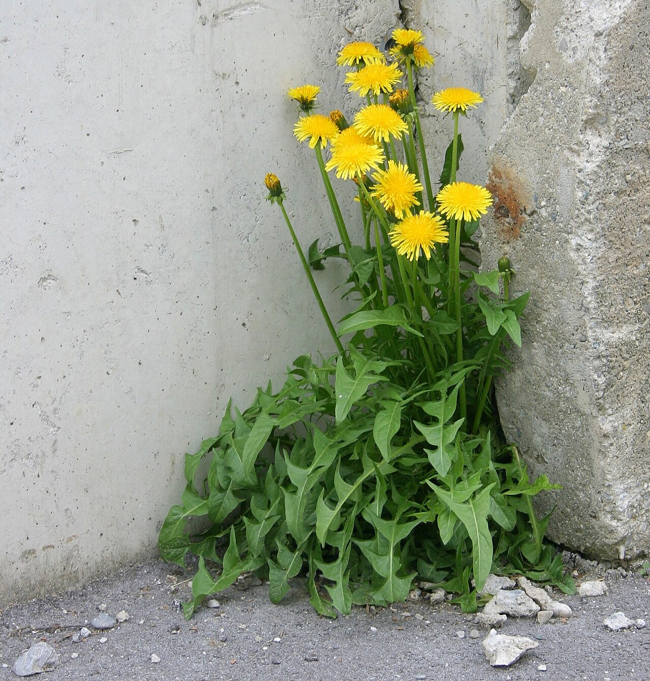 Bloeiende paardenbloemen die tussen een muur en een betonnen rand groeien.