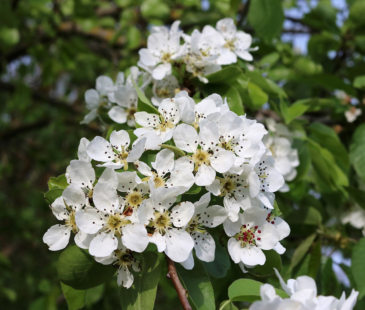 Witte perenbloesem met open bloemen en jonge bladeren.