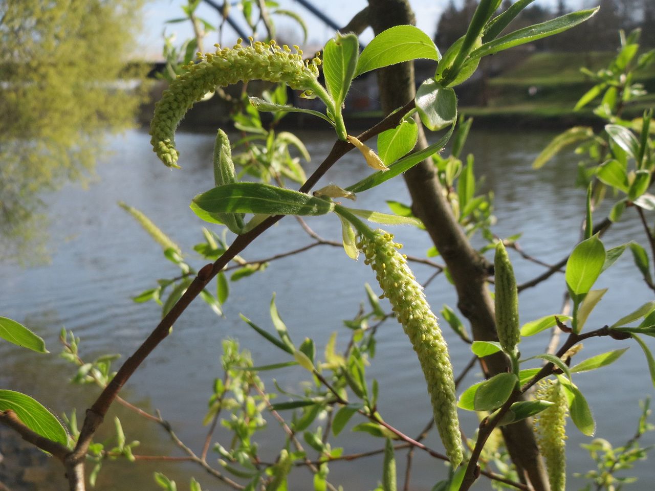 Bloeiende katjes en jonge bladeren van een schietwilg langs het water.