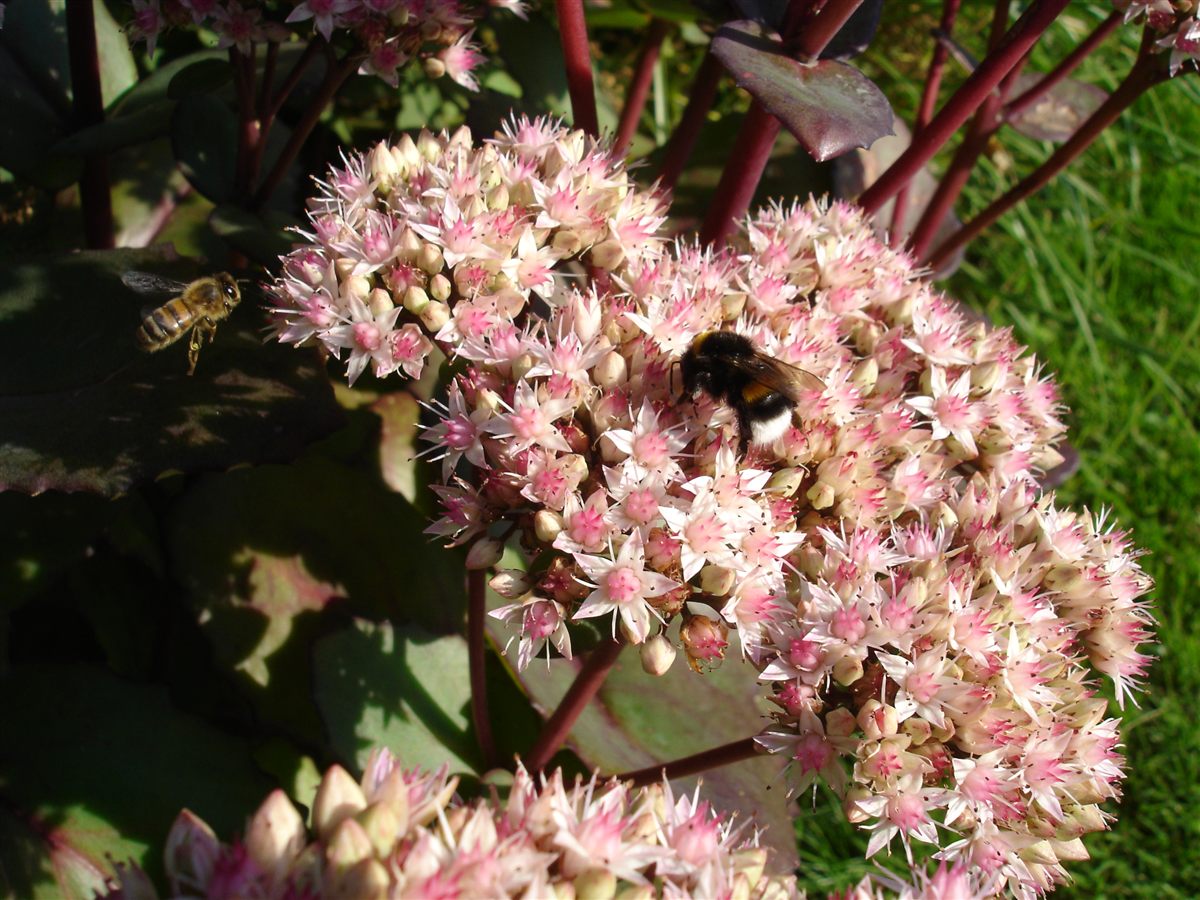 Een hommel en honingbij op roze vetkruidbloemen.