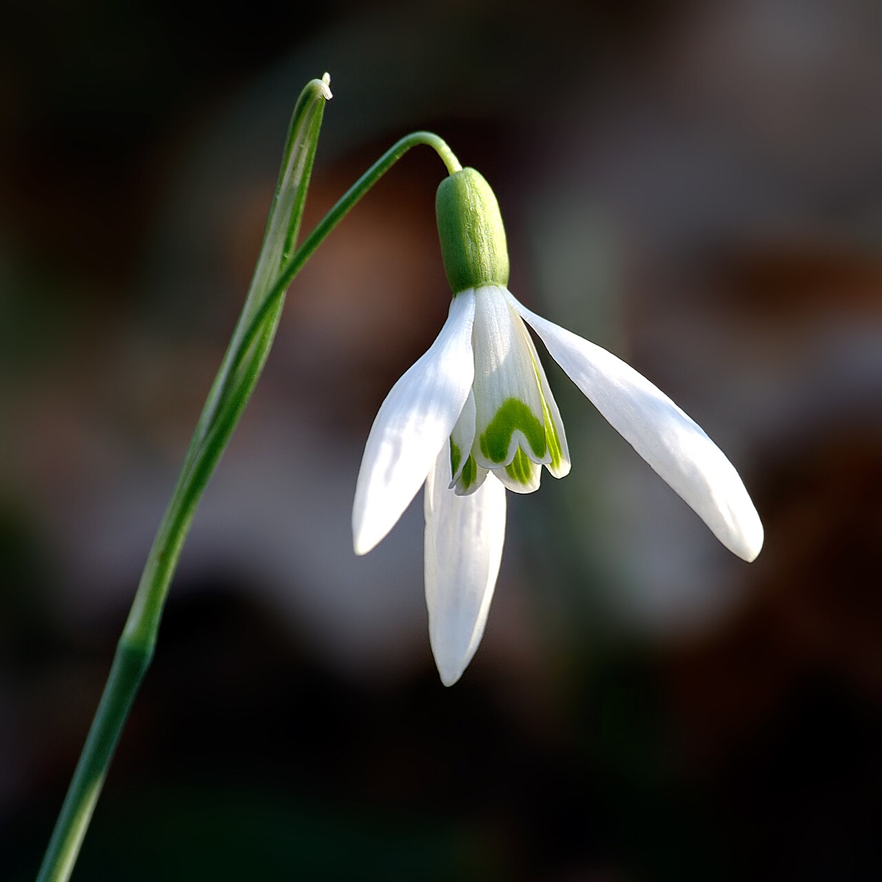 Witte sneeuwklokjes met groene tekening aan de bloembladen.