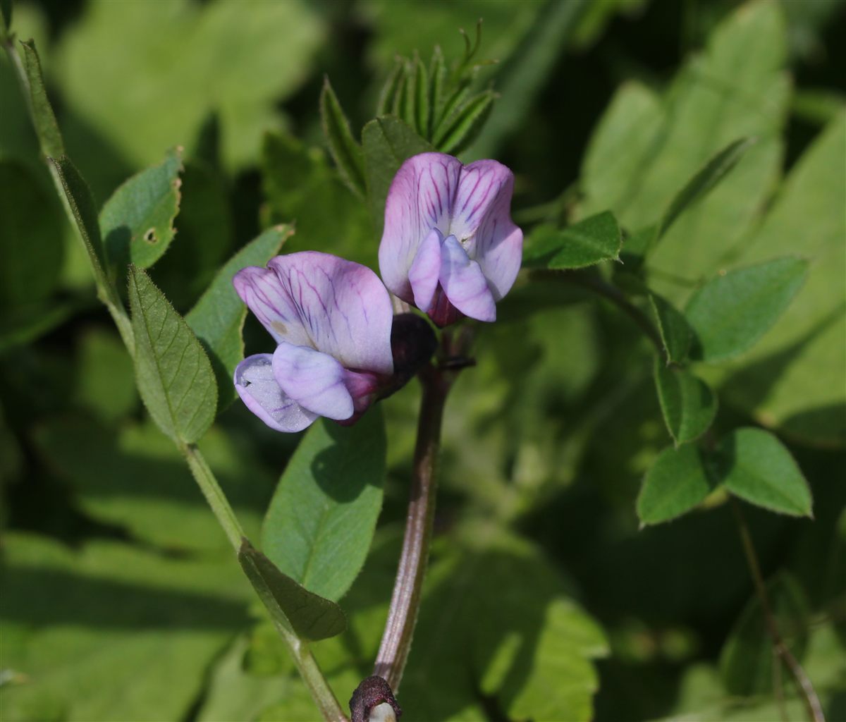 Paarse bloemen van heggenwikke tussen groen blad.