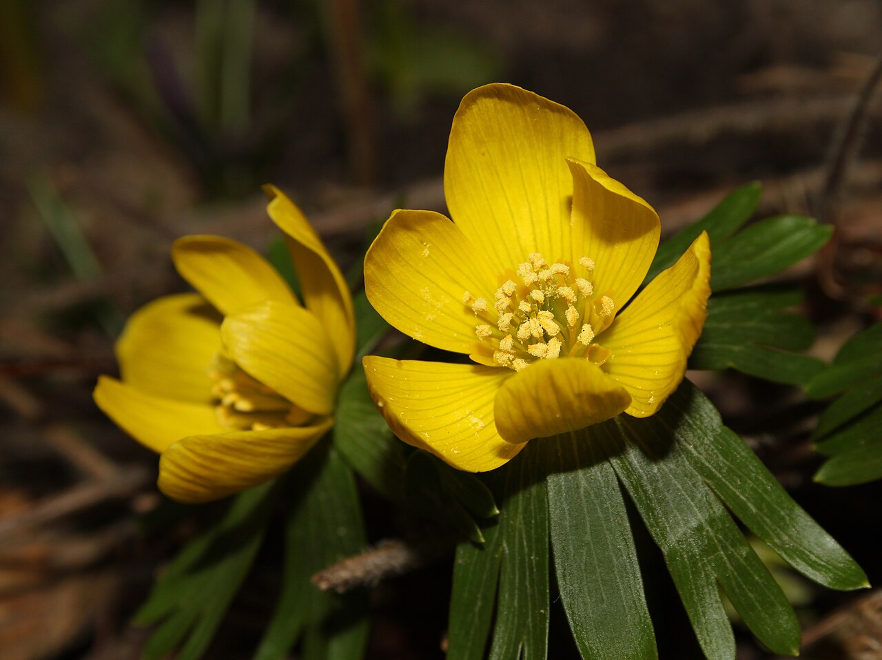 Gele winterakonieten in bloei boven groen blad.