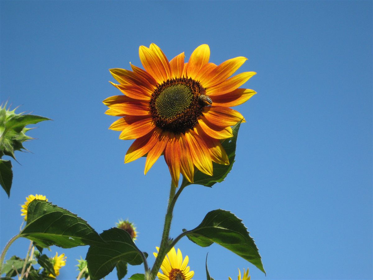 Een bij op het hart van een zonnebloem.